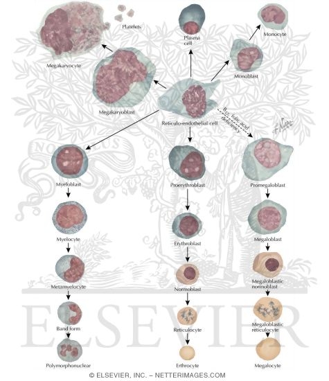Watermarked preview of labeled image: Cellular Elements Of Blood