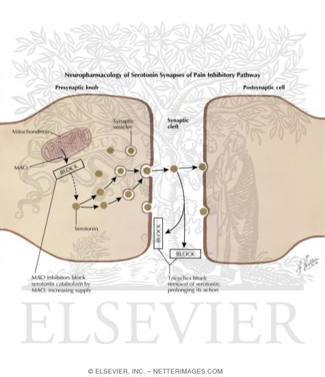 Watermarked preview of labeled image: Neuropharmacology of Serotonin Synapses of Pain Inhibitory Pathways