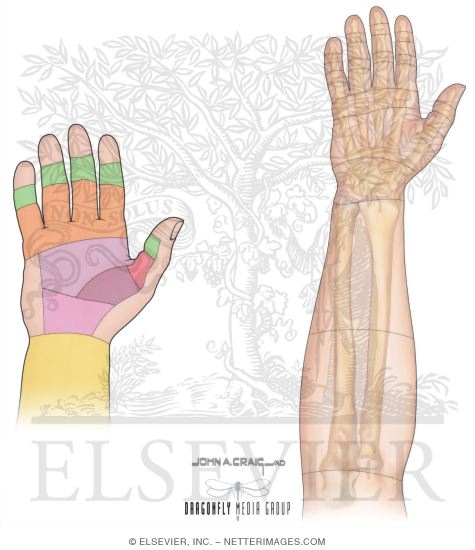 Watermarked preview of unlabeled image: Tendons of the Hand
