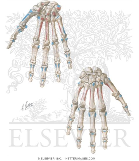 Watermarked preview of unlabeled image: Origins and Insertions In the Hand