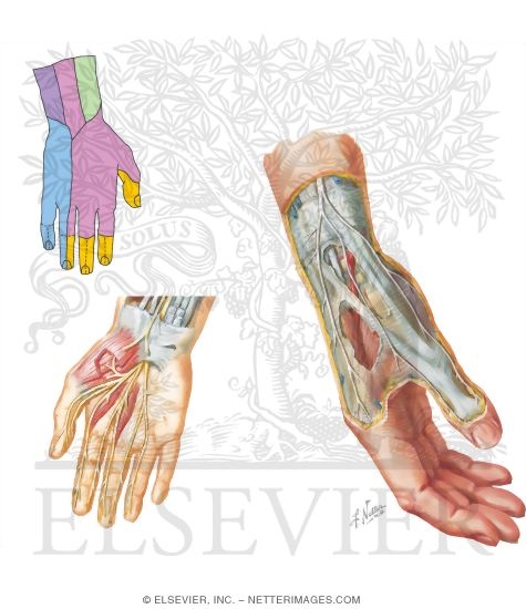 Nerves of the Hand