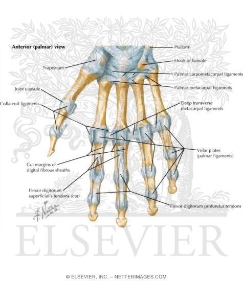 Metacarpophalangeal Joints