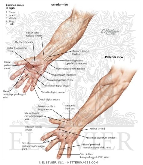 Eigen wetenschapper cijfer Topographic Anatomy of the Hand