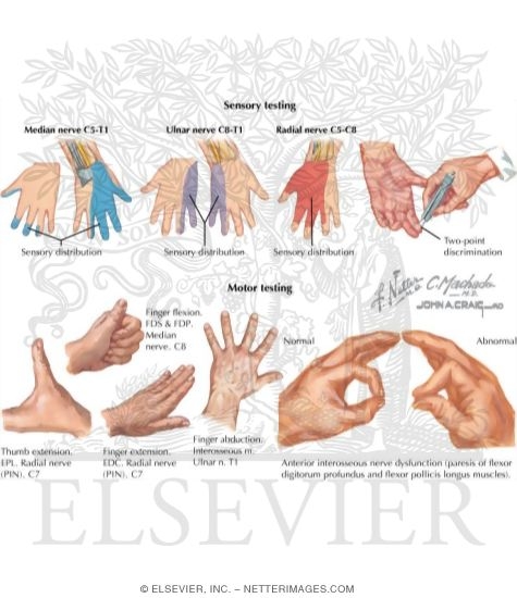 Physical Examination of the Hand