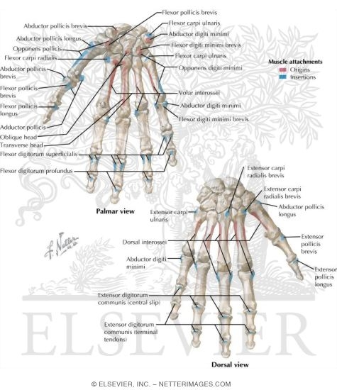 Origins and Insertions In the Hand