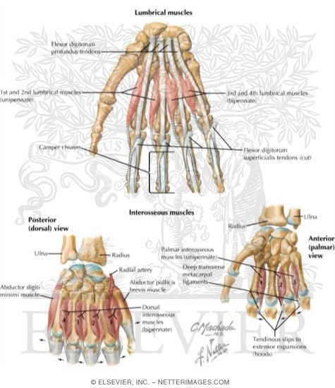 Intrinsic Muscles of the Hand