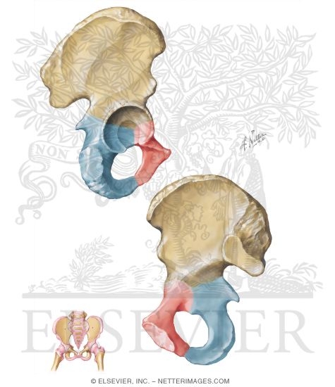 Osteology of the Pelvis