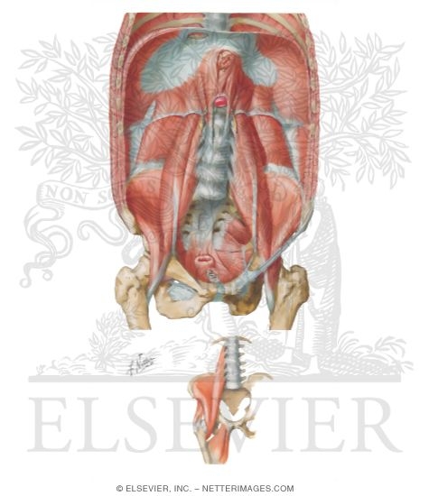 Watermarked preview of unlabeled image: Muscles of the Pelvis