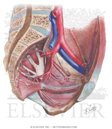 Arteries of the Pelvis