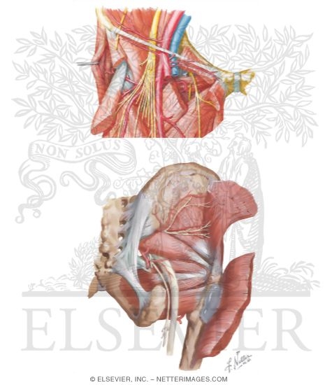 Arteries of the Pelvis