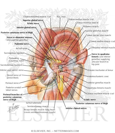 Nerves of Buttock