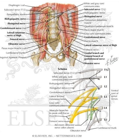 Lumbar Plexus
Nerves: Lumbar Plexus