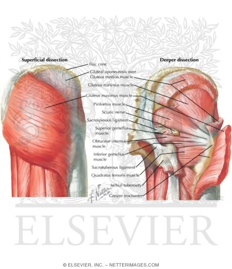 Gluteal Muscles