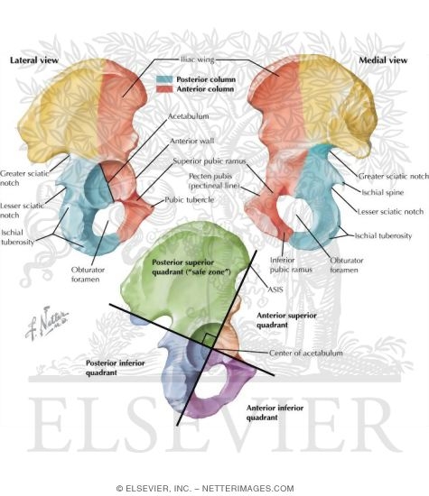 Watermarked preview of labeled image: Osteology of the Pelvis
