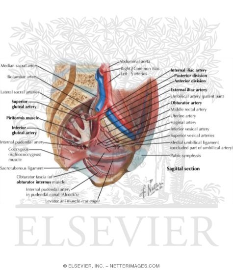Arteries of the Pelvis