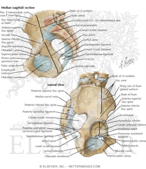 Watermarked preview of labeled image: Bones and Ligaments of Pelvis