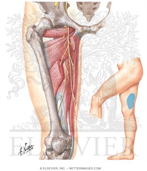 Obturator Nerve
