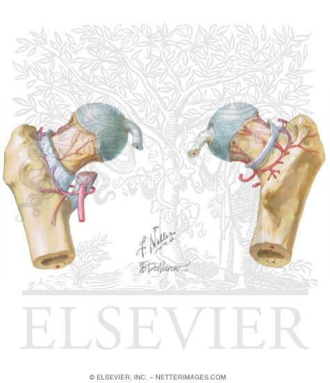 Arteries of the Thigh and Hip