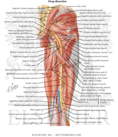 Arteries and Nerves of Thigh: Deep Dissection (posterior view)
Arteries and Nerves of Thigh: Posterior View