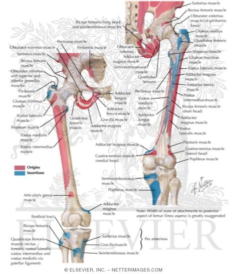 Bony Attachments of Buttock and Thigh Muscles
Muscles: Origins and Insertions