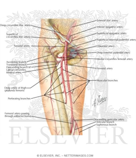 Watermarked preview of labeled image: Arteries of the Thigh and Hip