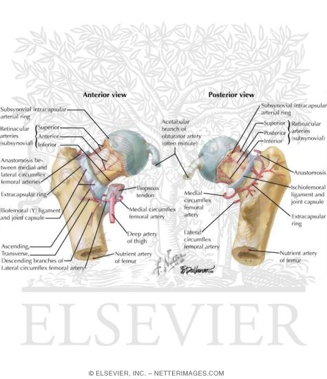 Watermarked preview of labeled image: Arteries of the Thigh and Hip