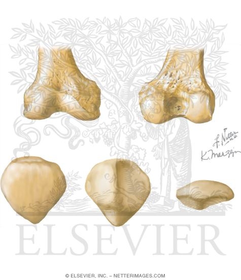 Watermarked preview of unlabeled image: Osteology of the Leg and Knee