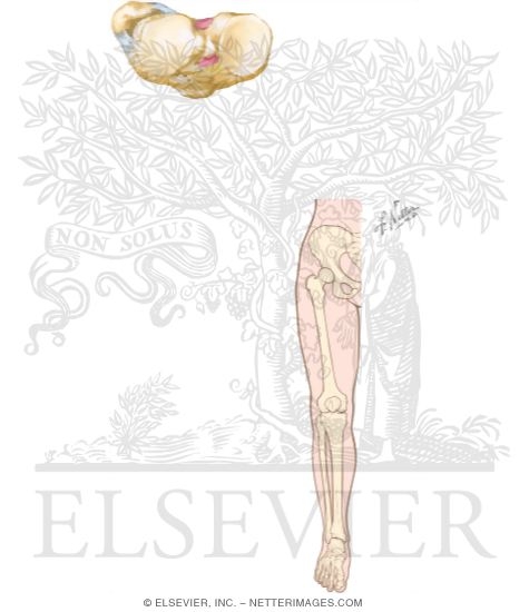 Watermarked preview of unlabeled image: Osteology of the Leg and Knee