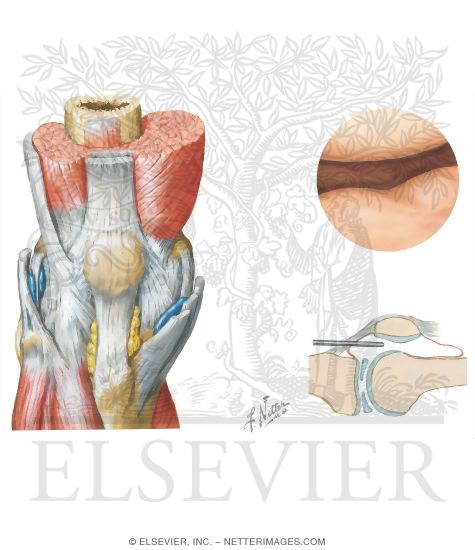Joints of the Leg and Knee