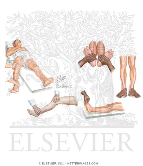 Physical Examination of the Leg and Knee