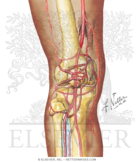 Arteries of the Leg and Knee
