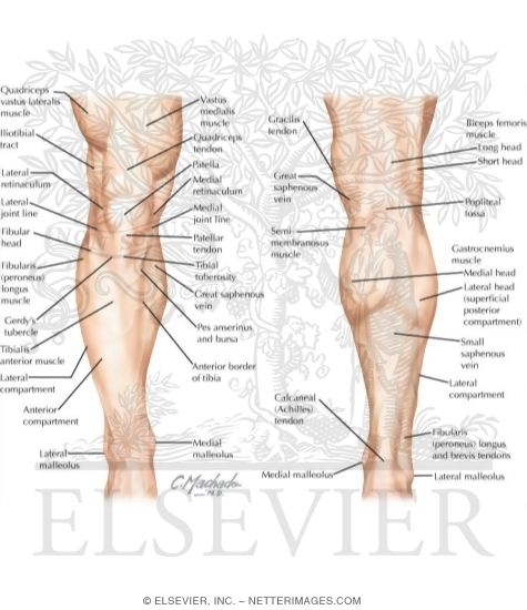 Topographic Anatomy of the Leg and Knee