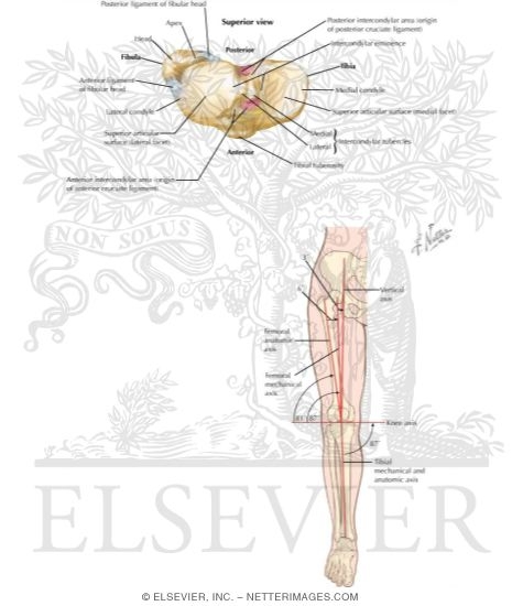 Watermarked preview of labeled image: Osteology of the Leg and Knee