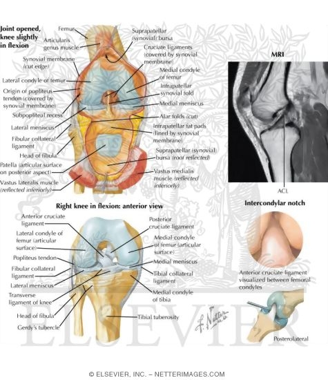 Watermarked preview of labeled image: Joints of the Leg and Knee
