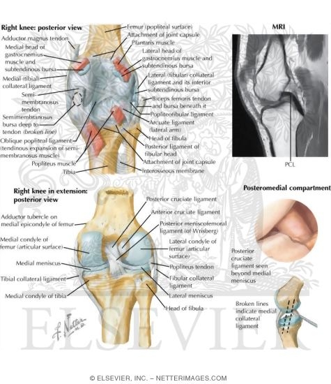 Watermarked preview of labeled image: Joints of the Leg and Knee