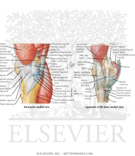 Watermarked preview of labeled image: Joints of the Leg and Knee