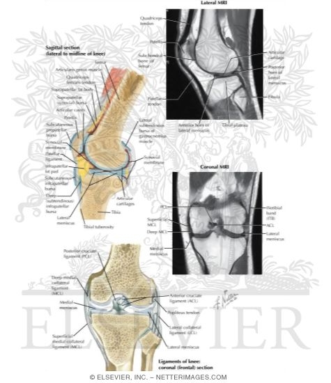 Joints of the Leg and Knee