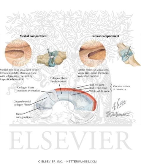 Watermarked preview of labeled image: Joints of the Leg and Knee