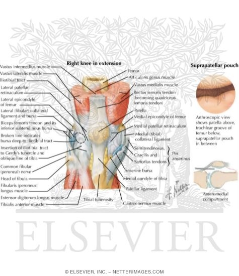 Watermarked preview of labeled image: Joints of the Leg and Knee