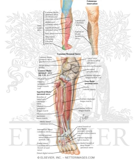 Nerves of the Leg and Knee