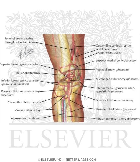 Watermarked preview of labeled image: Arteries of the Leg and Knee