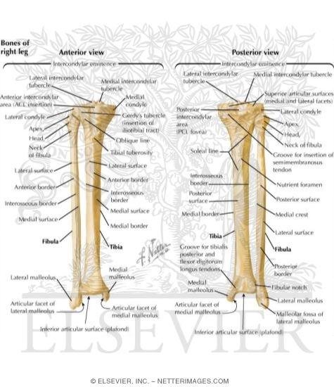 Sphincter of Oddi Dysfunction