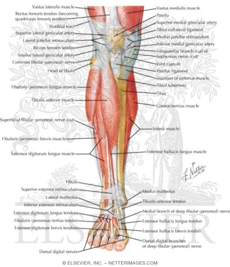 Muscles of Leg (Superificial Dissection): Anterior View