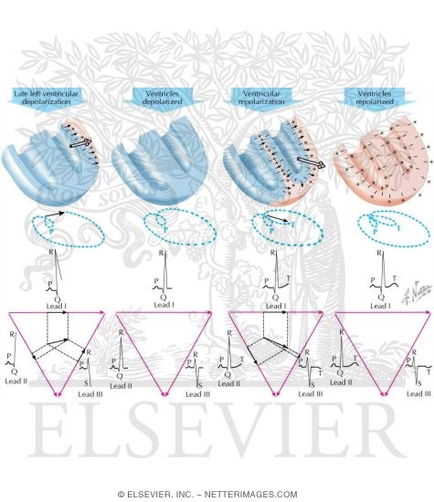 Watermarked preview of labeled image: End of Depolarization Followed by Repolarization
