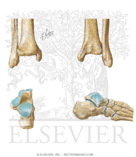 Osteology of the Foot and Ankle