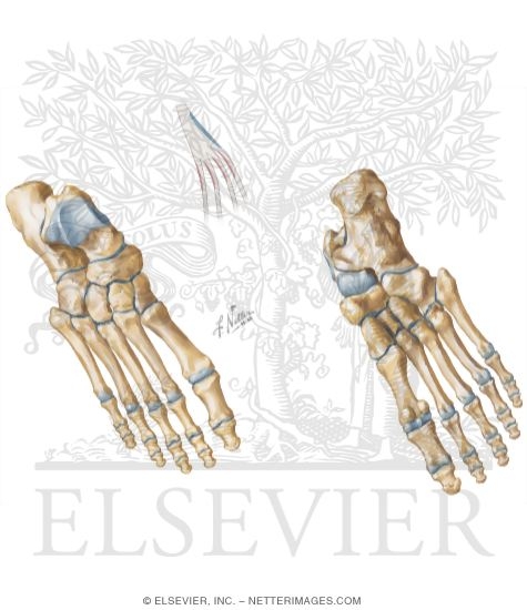 Origins and Insertions In the Foot and Ankle