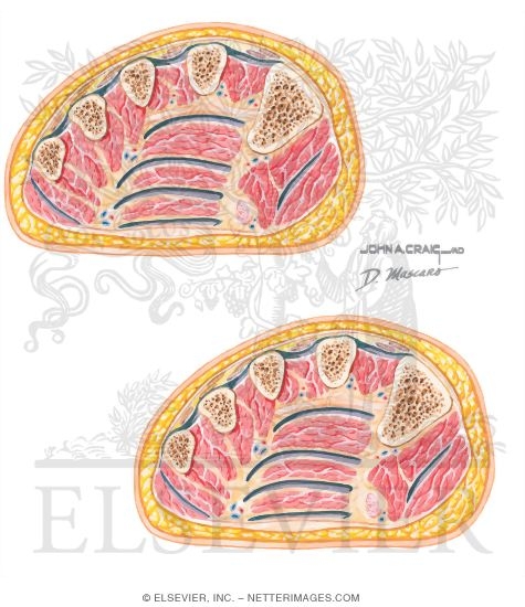 Watermarked preview of unlabeled image: Muscles of the Foot and Ankle