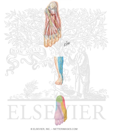 Watermarked preview of unlabeled image: Nerves of the Foot and Ankle