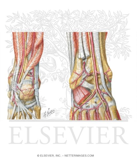 Arteries of the Foot and Ankle