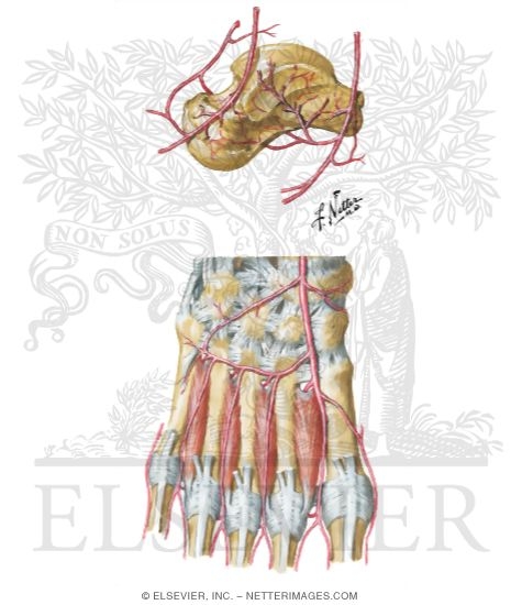 Arteries of the Foot and Ankle
